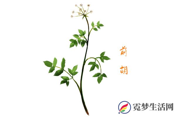 前胡1.jpg