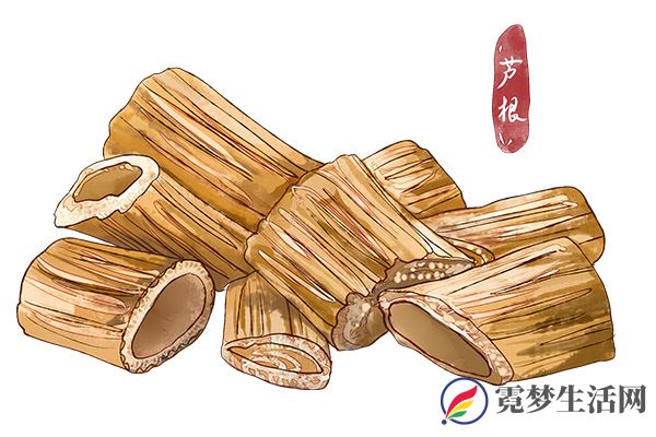 芦根的功效与作用禁忌