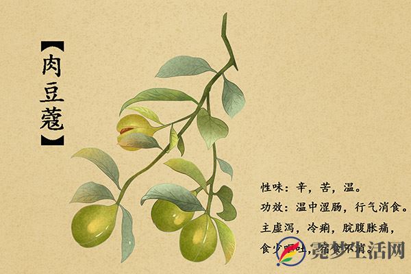 肉豆蔻的功效与作用