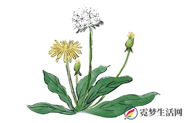 蒲公英根可以长期喝吗