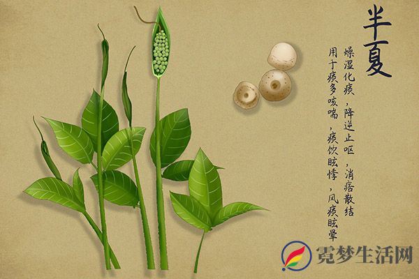 半夏的功效与作用 半夏的好处(图3)
