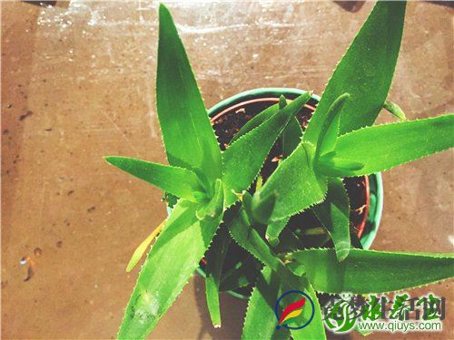 芦荟可以怎么吃 芦荟还能这么吃