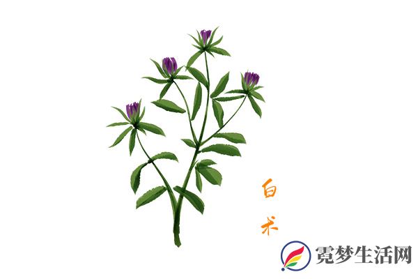 白术的功效与作用 白术的营养价值(图3)