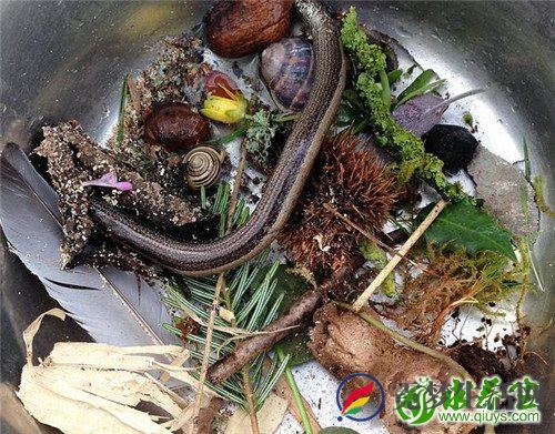 锁阳的功效与作用 延缓衰老还通便