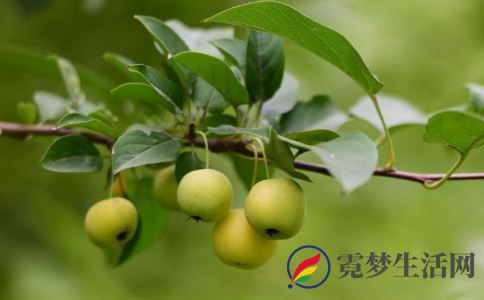 山荆子与海棠的区别 山荆子的功效与作用 海棠的功效与作用