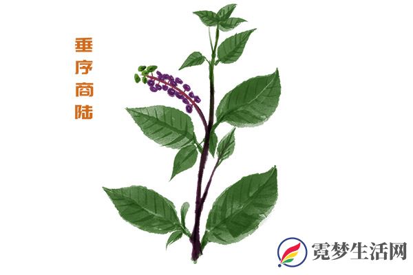商陆的功效与作用