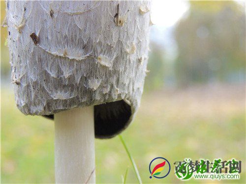 松茸该怎么保存 教你轻松保存松茸