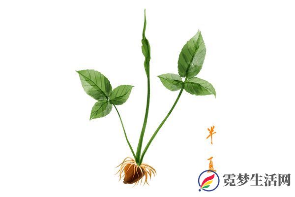 半夏的功效与作用 半夏的好处(图2)