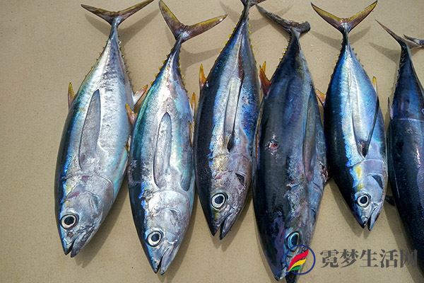 补充维生素D-金枪鱼.jpg