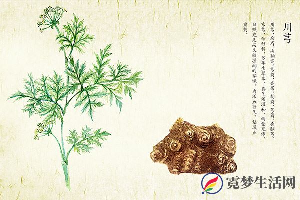 川芎的功效与作用 川芎对人体的好处(图3)
