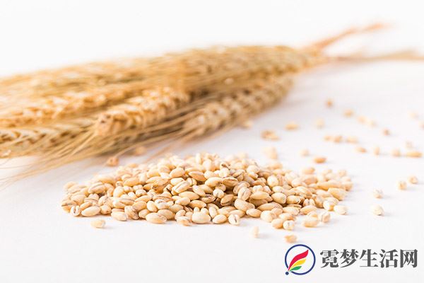 大麦1.jpg