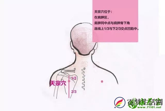 天宗穴的准确位置在哪里 按摩天宗穴的作用功效