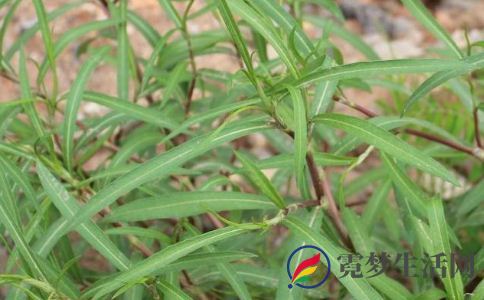酸不溜的家常吃法 酸不溜怎么吃 酸不溜的功效与作用