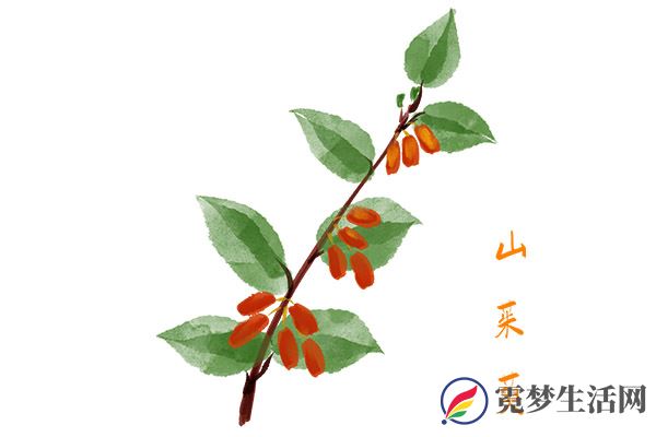 山茱萸的功效与作用禁忌