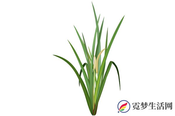 菖蒲的功效与作用禁忌