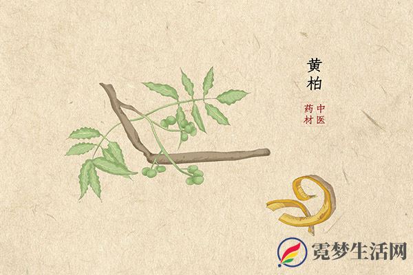 黄柏的功效与作用及禁忌