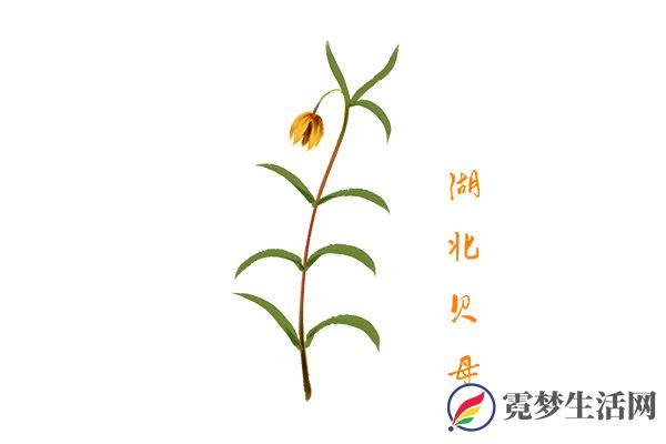 贝母的功效与作用 贝母有哪些好处