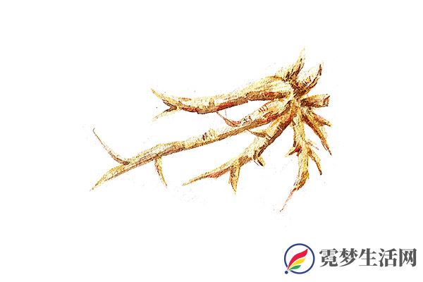 白芍的功效与作用 白芍对身体的好处(图3)