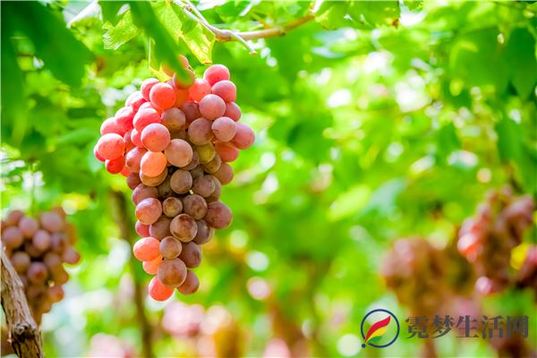 美白的水果有哪些 哪些水果可以美白(图2)