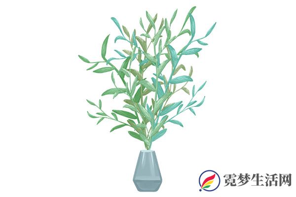虎耳草1.jpg