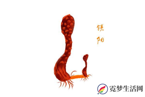 锁阳的功效与作用 锁阳对身体的好处(图2)