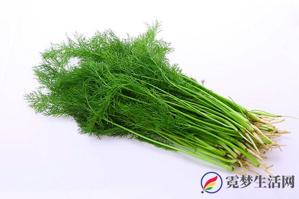 茴香苗的功效与作用