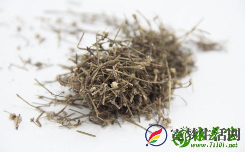 白花蛇舌草可以抗肿瘤？五个作用了解一下