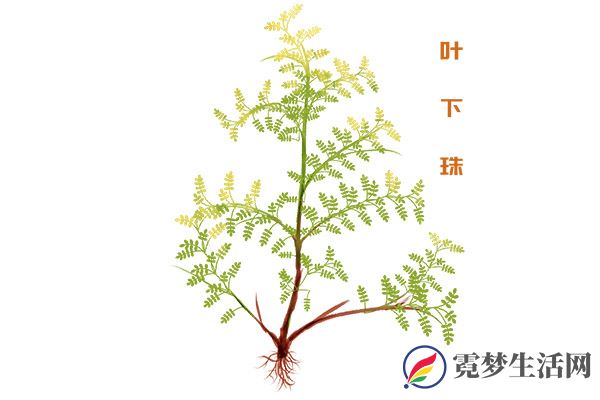 叶下珠的功效与作用
