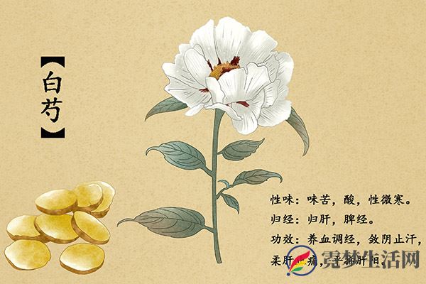 白芍的作用和功效