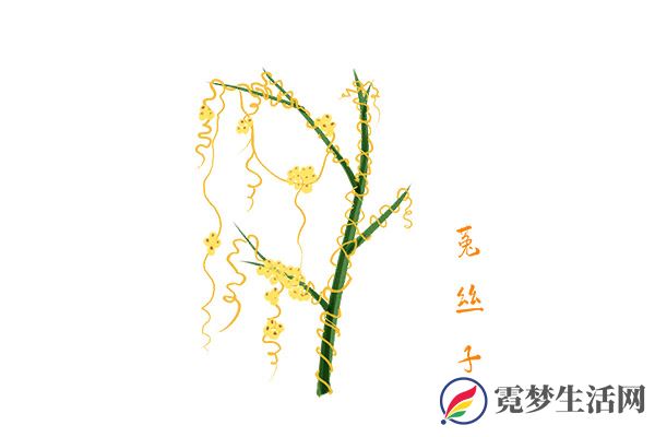 菟丝子的功效与作用 菟丝子有哪些好处
