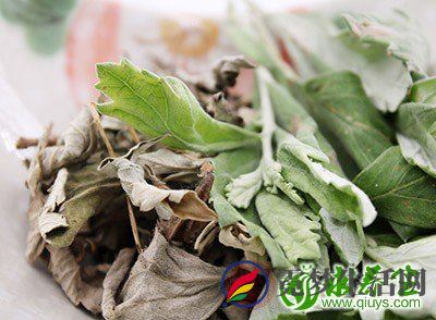 艾草的功效与作用 使用艾草条要注意这些