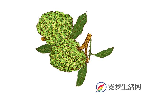 释迦果怎么吃 释迦果的吃法(图3)