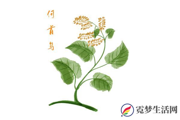 何首乌的功效与作用 何首乌的营养价值(图1)