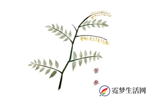 苦参的功效与作用 苦参的好处