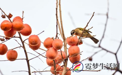 野柿子能吃吗 野柿子的吃法 野柿子可以吃吗