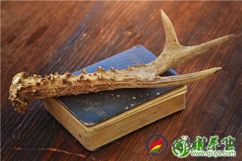 如何挑选鹿茸 鹿茸怎么吃