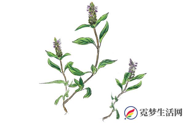 夏枯草功效作用