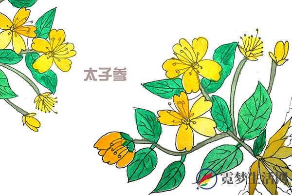 太子参的功效与作用 太子参有什么用处