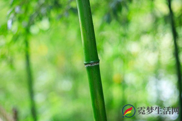 竹茹的功效与作用 竹茹有哪些好处(图2)