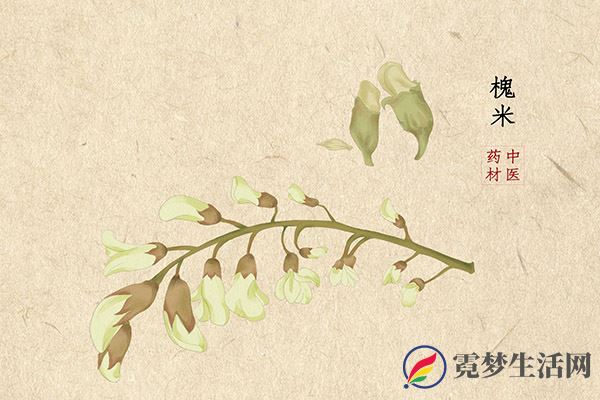 槐米茶的功效与作用