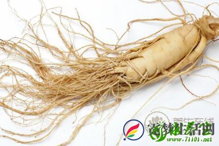 西洋参和人参区别是什么?