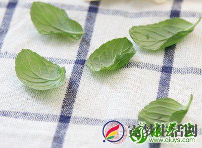 鲜薄荷一大把 鲜薄荷一大把