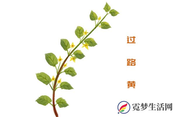 过路黄1.jpg
