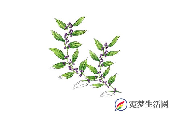 土茯苓的功效与作用 土茯苓的好处