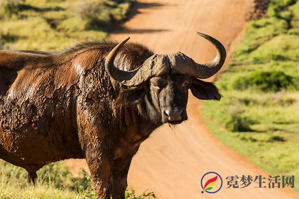 水牛角的功效与作用