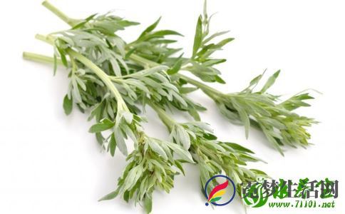 艾叶对荨麻疹有什么作用 艾叶有什么好处 使用艾叶有什么禁忌