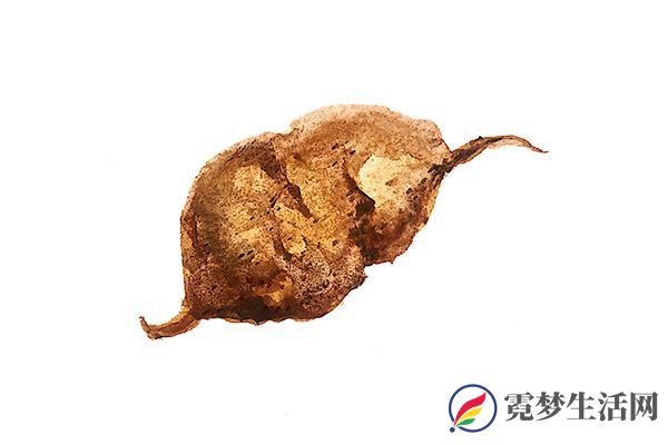 何首乌的功效与作用 何首乌的营养价值(图3)