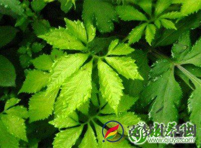 绞股蓝的功效与作用 吃它对人体有这些好处