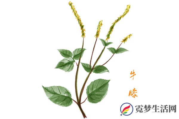 牛膝1.jpg