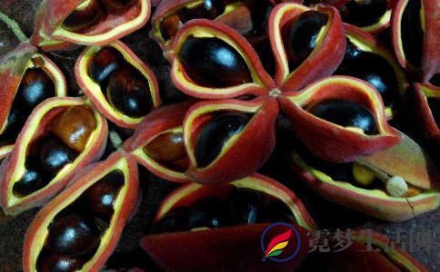 苹婆的副作用有哪些 苹婆的禁忌 凤眼果的副作用